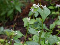 Fagopyrum esculentum Katrinetorp, Malmö, Skåne, Sweden 20170827_0030