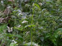 Fagopyrum esculentum Katrinetorp, Malmö, Skåne, Sweden 20170827_0031