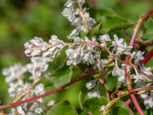 Fallopia baldschuanica - Russian-vine - Bokharavinda