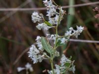 Fallopia baldschuanica Vikhög, Kävlinge, Skåne, Sweden 20171028_0003