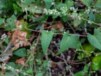 Fallopia convolvulus Ärtholmsvägen, Malmö, Skåne, Sweden 20180811_0015