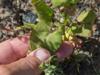 Fallopia convolvulus Centralen, Kristianstad, Skåne, Sweden 20160827_0078