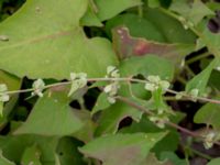 Fallopia convolvulus Deponi Sankt Hans backar, Lund, Skåne, Sweden 20170623_0082