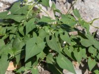 Fallopia convolvulus Jordhögar S grodreservatet, Norra hamnen, Malmö, Skåne, Sweden 20160731_0022