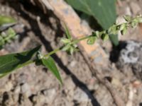 Fallopia convolvulus Jordhögar S grodreservatet, Norra hamnen, Malmö, Skåne, Sweden 20160731_0023