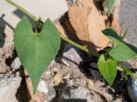 Fallopia convolvulus Jordhögar S grodreservatet, Norra hamnen, Malmö, Skåne, Sweden 20160731_0024