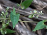 Fallopia convolvulus Lindängelunds rekreationsområde, Malmö, Skåne, Sweden 20160821_0029