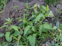 Fallopia convolvulus et Solanum dulcamara Lindängelunds rekreationsområde, Malmö, Skåne, Sweden 20150930_0034