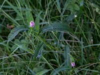 Persicaria amphibia Fuktängen, Klagshamns udde, Malmö, Skåne, Sweden 20150716_0035