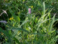 Persicaria amphibia Husie mosse, Malmö, Skåne, Sweden 20150809_0041