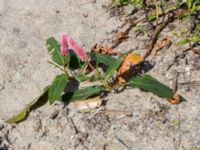 Persicaria amphibia Skoghem, Vombs fure, Lund, Skåne, Sweden 20160723_0252