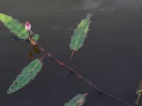 Persicaria amphibia Toarpsdammen, Malmö, Skåne, Sweden 20150723_0101