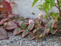 Persicaria capitata Botaniska trädgården, Lund, Skåne, Sweden 20180816_0120