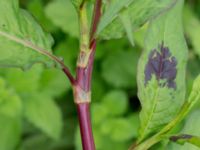 Persicaria lapathifolia ssp. lapathifolia Deponi Sankt Hans backar, Lund, Skåne, Sweden 20170623_0059