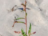 Persicaria lapathifolia ssp. lapathifolia Gamla Viken, Helsingborg, Skåne, Sweden 20180702_0017