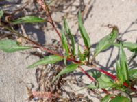 Persicaria lapathifolia ssp. lapathifolia Gamla Viken, Helsingborg, Skåne, Sweden 20180702_0020