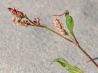 Persicaria lapathifolia ssp. lapathifolia Gamla Viken, Helsingborg, Skåne, Sweden 20180702_0021