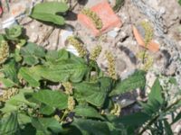 Persicaria lapathifolia ssp. pallida Jordhögar S grodreservatet, Norra hamnen, Malmö, Skåne, Sweden 20160731_0039