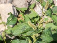 Persicaria lapathifolia ssp. pallida Jordhögar S grodreservatet, Norra hamnen, Malmö, Skåne, Sweden 20160731_0040