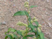 Persicaria lapathifolia ssp. pallida Utfyllnadsområde 1,1 km N Östra Broby kyrka, Broby, Östra Göinge, Skåne, Sweden 20180727_0113