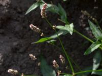 Persicaria maculosa Östra kyrkogården, Malmö, Skåne, Sweden 20190723_0125