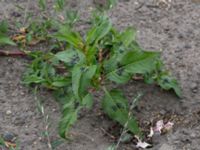 Persicaria maculosa Fårögatan, Malmö, Skåne, Sweden 20160613_0056