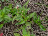 Persicaria maculosa Lokstallarna, Malmö, Skåne, Sweden 20150625_0060