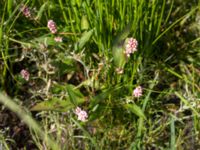 Persicaria maculosa Skäpperöds fälad, Hörby, Skåne, Sweden 20140720_0178