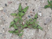 Persicaria maculosa Swedechrome, Norra hamnen, Malmö, Skåne, Sweden 20150724_0028