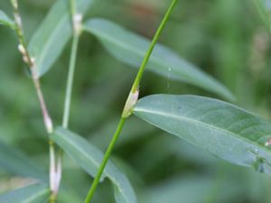 Persicaria minor - Small Water-pepper - Rosenpilört