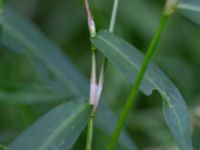 Persicaria minor Damm 180 m SE Tormesgården, Tormesgård, Hässleholm, Skåne, Sweden 20180727_0022