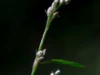 Persicaria minor Damm 180 m SE Tormesgården, Tormesgård, Hässleholm, Skåne, Sweden 20180727_0030