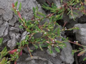 Polygonum aviculare - Knotgrass - Trampört