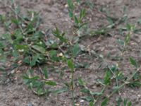 Polygonum aviculare ssp. aviculare Fårögatan, Malmö, Skåne, Sweden 20160613_0057