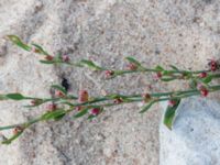 Polygonum aviculare ssp. aviculare Kesnäsudden, Löttorp, Borgholm, Öland, Sweden 20180809_0027