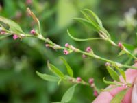 Polygonum aviculare ssp. aviculare Leråkra, Flädie, Lomma, Skåne, Sweden 20160715_0071