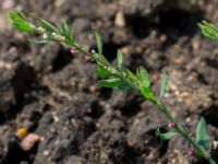 Polygonum aviculare ssp. aviculare Viaduktängarna, Bunkeflostrand, Malmö, Skåne, Sweden 20160625_0141