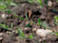 Polygonum aviculare ssp. aviculare Viaduktängarna, Bunkeflostrand, Malmö, Skåne, Sweden 20160625_0143