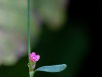 Polygonum aviculare ssp. neglectum 320 m V Ignaberga kyrka, Hässleholm, Skåne, Sweden 20180826_0094