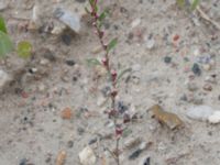 Polygonum aviculare ssp. neglectum Swedechrome, Norra hamnen, Malmö, Skåne, Sweden 20150724_0026