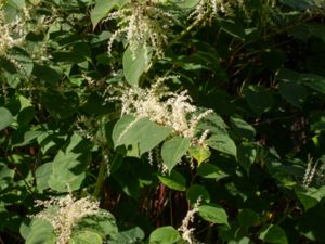 Reynoutria japonica - Japanese Knotweed - Parkslide