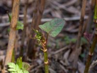 Reynoutria japonica Gropahålet, Kristianstad, Skåne, Sweden 20160505_0143