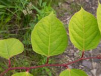 Reynoutria japonica Scoutstugan, Bunkeflo strandängar, Malmö, Skåne, Sweden 20170613_0053