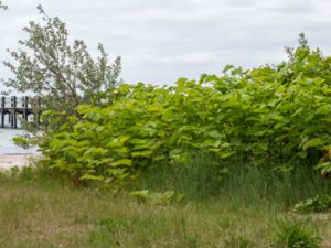 Reynoutria sachalensis - Giant Knotweed - Jätteslide