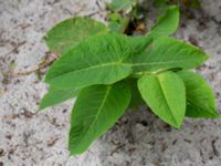 Fallopia sachalensis Dalabadet, Trelleborg, Skåne, Sweden 20150628_0102