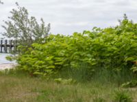 Fallopia sachalensis Dalabadet, Trelleborg, Skåne, Sweden 20150628_0104