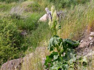 Rheum rhabarbarum - Rhubarb - Rabarber