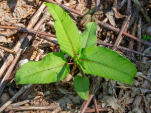 Rubrivena polystachya - Himalayan Knotweed - Syrenslide