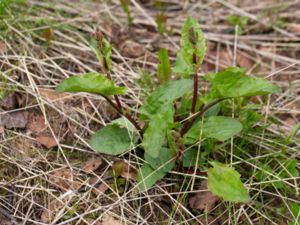 Rumex acetosa - Common Sorrel - Ängssyra