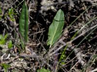 Rumex acetosa ssp. acetosa Fågelviken, Mölle, Höganäs, Skåne, Sweden 20150515_0258